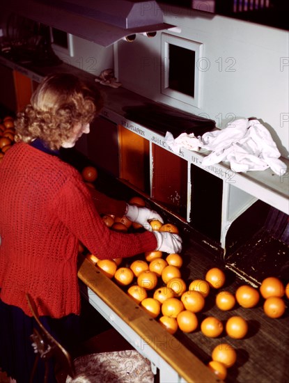 Grading oranges at a co