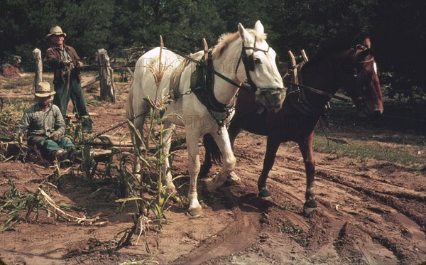 Harvesting new corn from the field New Mexico October 1940