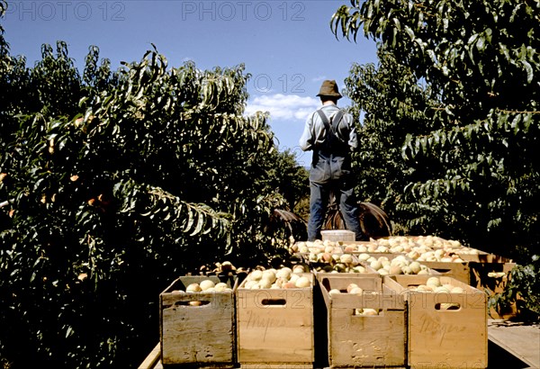 Hauling crates of peaches