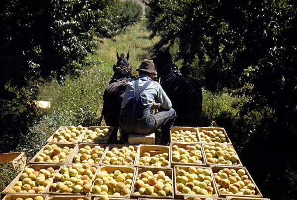 Hauling crates of peaches