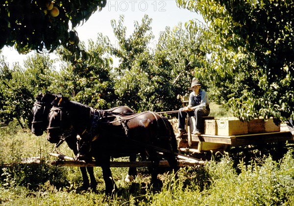 Hauling crates of peaches