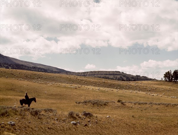 Herder with his flock of sheep on the Gravelly Range