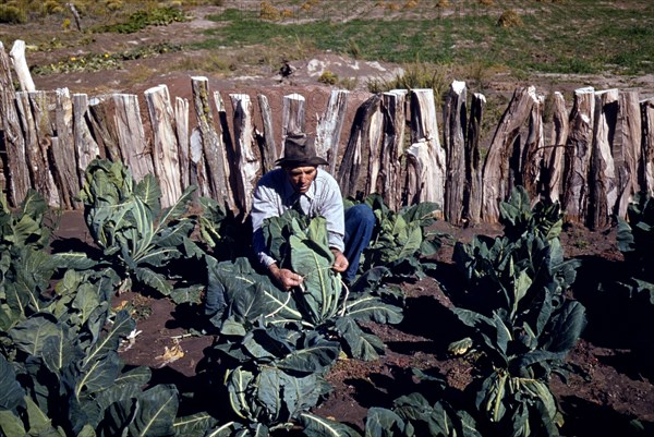 Homesteader