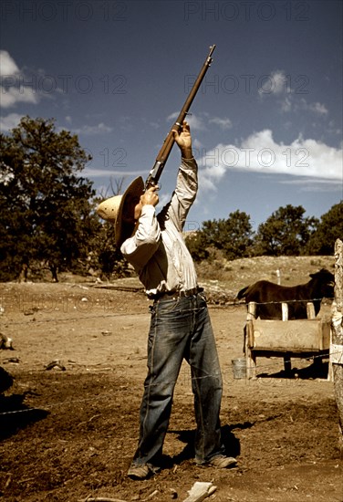 Homesteader shooting hawks