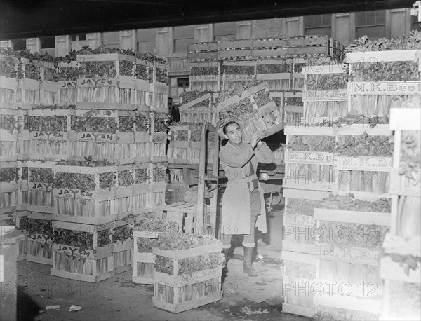 Celery section of central produce market