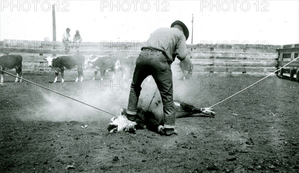 Man Branding Bound Cattle 1936