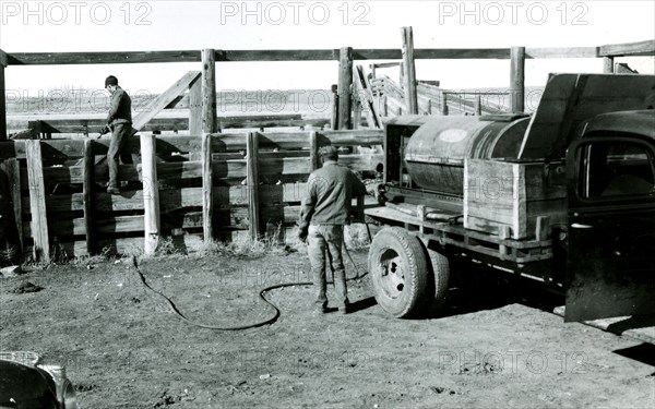 Man Hosing Cattle with Water from Truck 1934