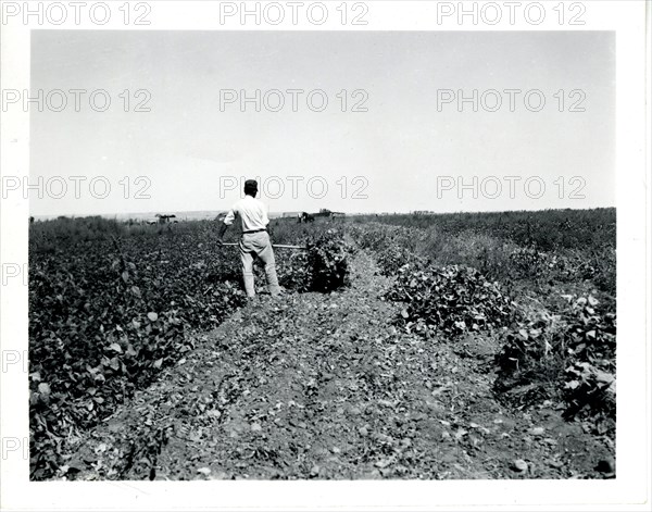 Man Working in Field ca 1948