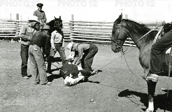 Men Branding Bound Cattle ca 1936