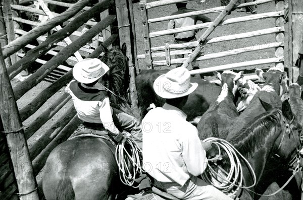 Men on Horses with Cattle ca 1938