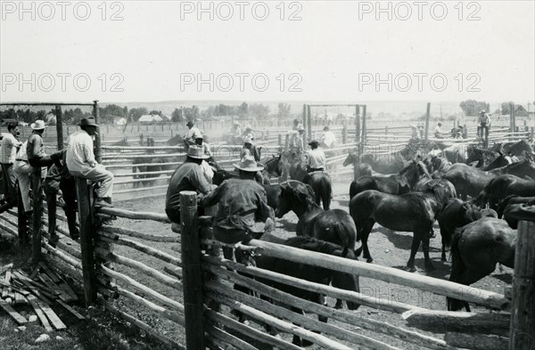 Men Watching Horses