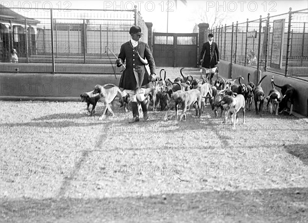 National Beagle Club of America