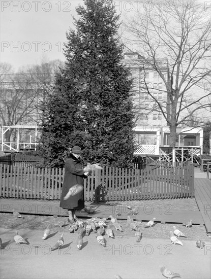 Nation's Christmas tree ready to be lighted. Washington