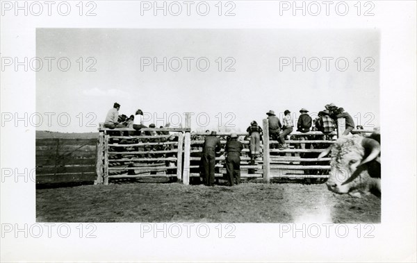 People Sitting On Fence with Bull in Foreground ca 1948