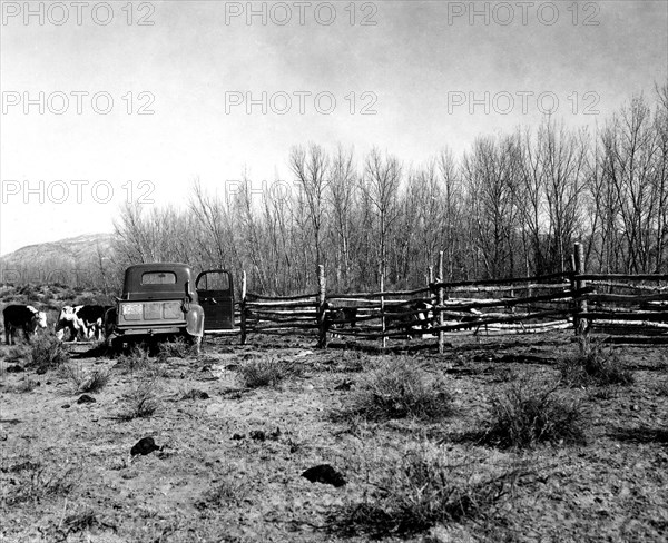 Pickup truck  with Open Door Near Fence and Cattle 1938