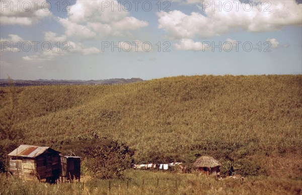 Sugar cane land