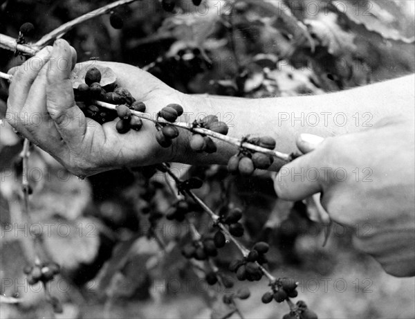 Picking of coffee by hand