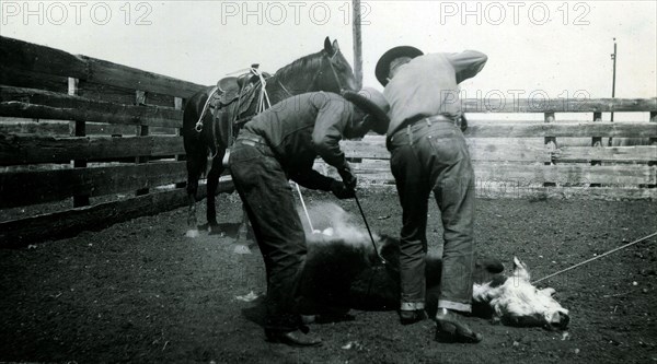 Two cowboys Branding Cattle