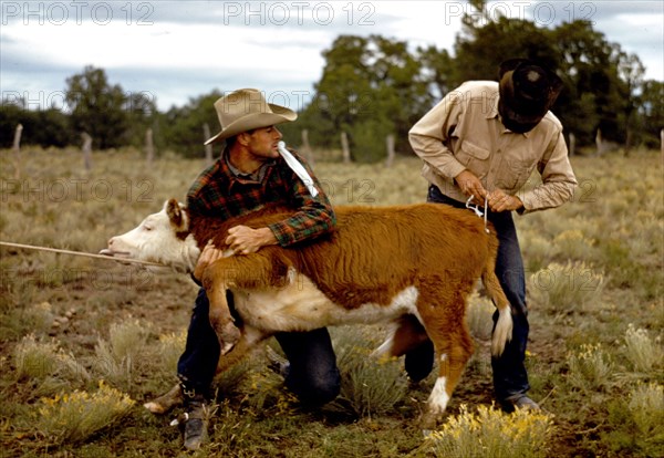 Tying a ribbon on a calf's tail