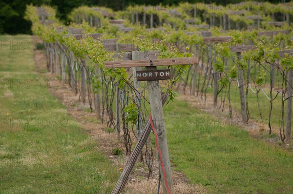 USDA visit to Cooper Vineyards in Louisia