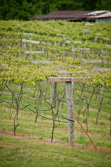 USDA visit to Cooper Vineyards in Louisia