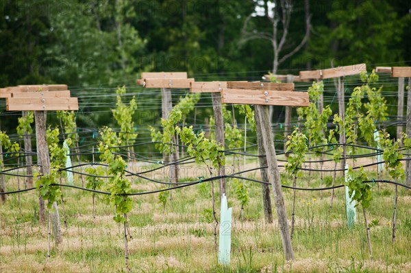 USDA visit to Cooper Vineyards in Louisia