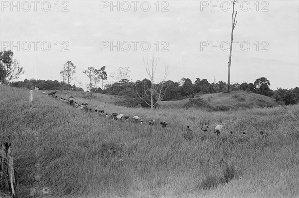 1947 - The rice fields carry the rice harvest to the village in Indonesia, Dutch East Indies