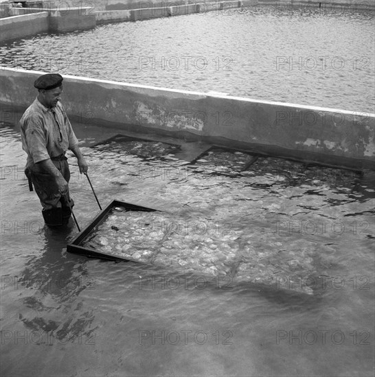 Septmeber 30, 1947 - Man with nets or trays of oysters - Oyster man in Netherlands