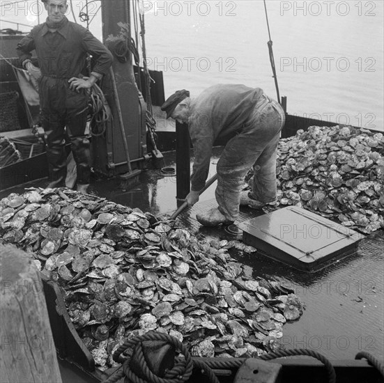 September 30, 1947 - Sailor Scoops oysters from the well of a boat