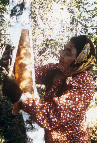 Eskimo woman stripping birch bark for making traditional baskets in Kobuk valley Alaska ca. 1975