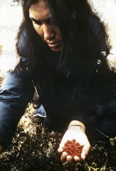 Ocotber 1976 - Eskimo woman harvesting 'tinnik' of bearberry (Arctostaphylos sp.) near Great Kobuk Sand Dunes