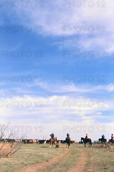 Authentic American Cowboys: 1990s Cowboys in the American west during spring branding time on a ranch near Clarendon Texas ca. 1998.