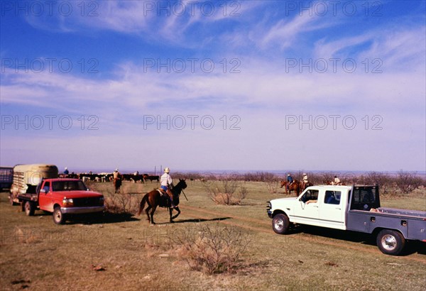 Authentic American Cowboys: 1990s Cowboys in the American west during spring branding time on a ranch near Clarendon Texas ca. 1998.