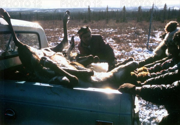 10/7/1972 - Caribou hunter, Ambler Alaska area, with dead Caribou