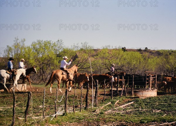 Authentic American Cowboys: 1990s Cowboys in the American west during spring branding time on a ranch near Clarendon Texas ca. 1998.