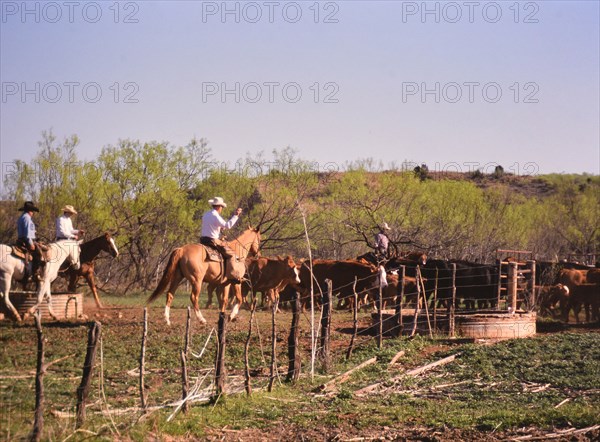 Authentic American Cowboys: 1990s Cowboys in the American west during spring branding time on a ranch near Clarendon Texas ca. 1998.