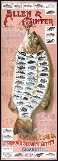 Allen & Ginter, Richmond, Virginia. 50 fish from American waters. You will catch one in each package of Virginia Bright, ... cigarettes ca. 1870-1900