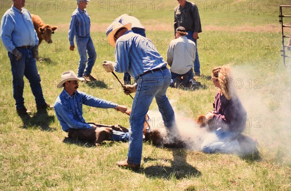 American Cowboys: 1990s Cowboys in the American west during spring branding time on a ranch in Northern Nebraska - Cowboy using a branding iron to brand a calf ca. 1999-2001.