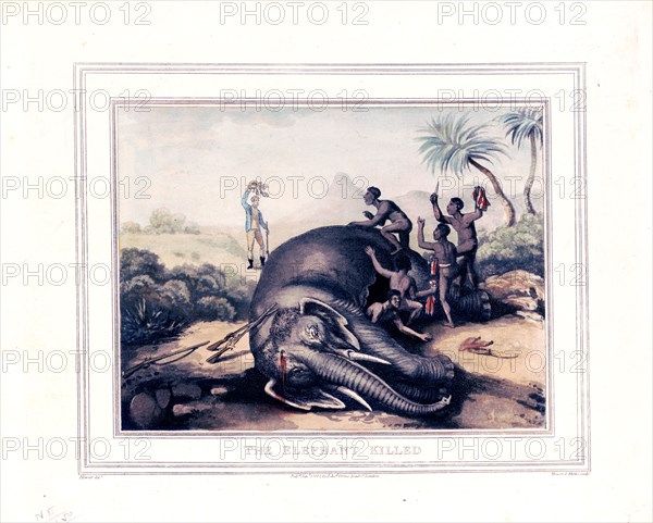 The elephant killed by a hunter ca. 1800s