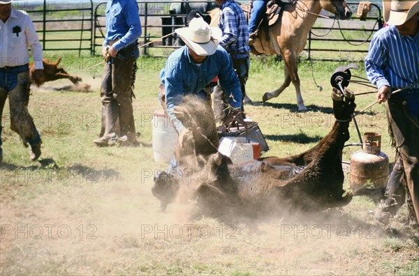 Authentic American Cowboys: 1990s Cowboys in the American west during spring branding time on a ranch near Clarendon Texas ca. 1998.