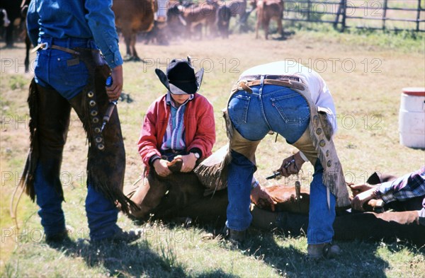 Authentic American Cowboys: 1990s Cowboys in the American west during spring branding time on a ranch near Clarendon Texas ca. 1998.