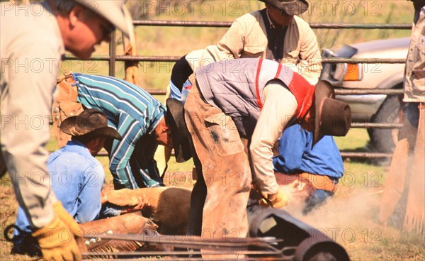 Authentic American Cowboys: 1990s Cowboys in the American west during spring branding time on a ranch near Clarendon Texas ca. 1998.