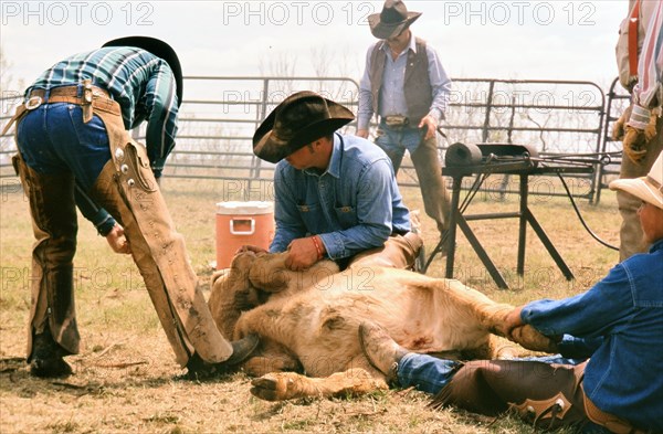 Authentic American Cowboys: 1990s Cowboys in the American west during spring branding time on a ranch near Clarendon Texas ca. 1998.