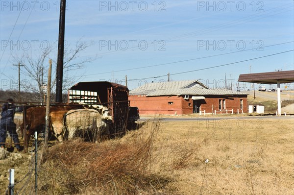 Gathering cattle that had broken free from their pasture in Irving, TX in 1996 or 1997