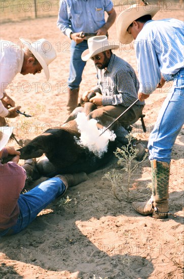 Authentic American Cowboys: 1990s Cowboys in the American west during spring branding time on a ranch near Clarendon Texas ca. 1998.