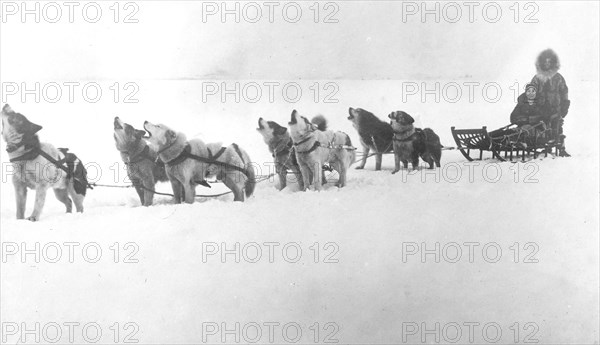 alaska Dog sled team barking 1920