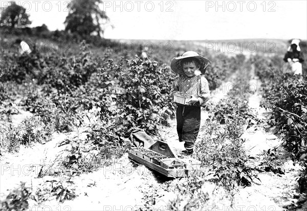 A four year old helper in the berry fields. Mother said, He helps a little. Rock Creek, Md, June 1909