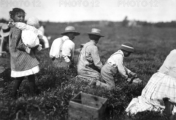 Arthur Fernande, said 8 years old, picking cranberries by hand, and brother Charlie said he was 9 picking with a scoop. Said they work from 9 till 5. Wareham, Mass, September 1911