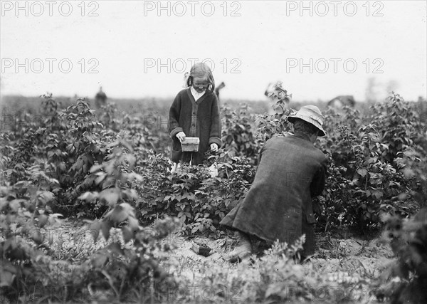 Bertha Brandt, 9 years old. Picks berries on a Rock Creek farm, June 1909