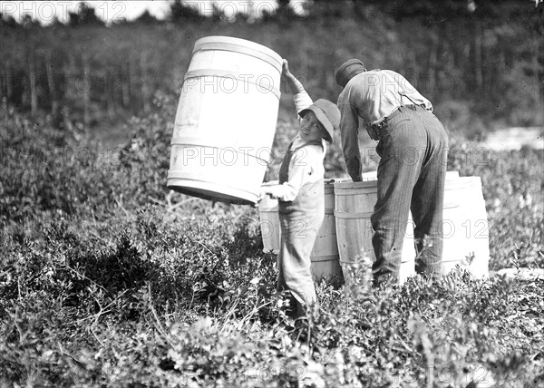 Boy who carries barrels. Robert Saunders, 10 years old. Is the son of the boss. Mother picks too. Falmouth, Mass, 1912